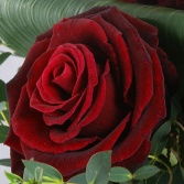 Opulence Red Roses